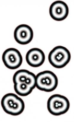 cellule-nervose